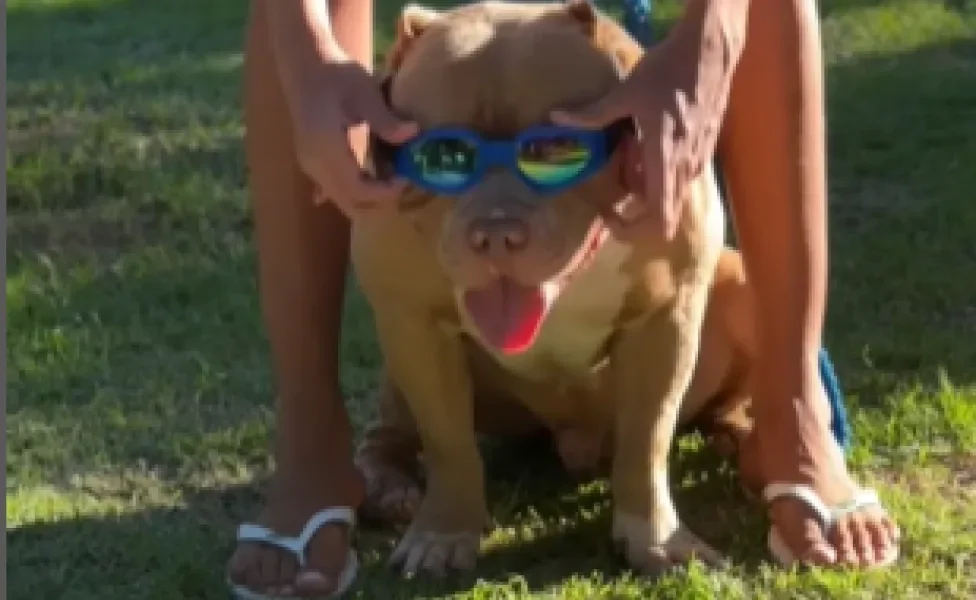 cachorro pitbull com língua de fora e óculos escuros