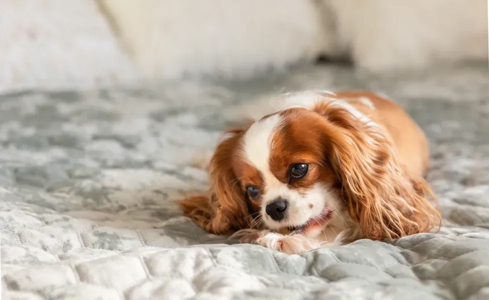 Cavalier King Charles Spaniel deitado na cama