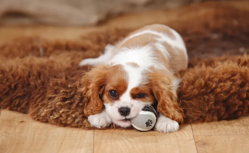 Cavalier King Charles Spaniel brincando em cima de tapete