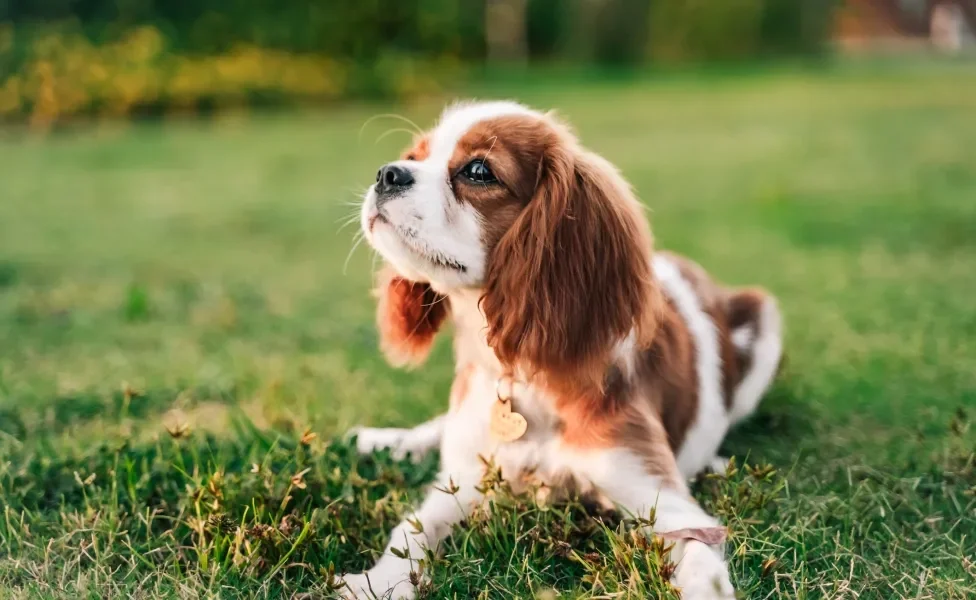 Cavalier King Charles Spaniel deitado na grama