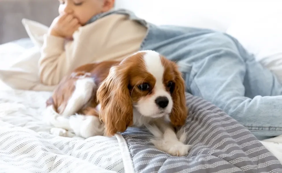 Cavalier King Charles Spaniel deitado na cama com criança