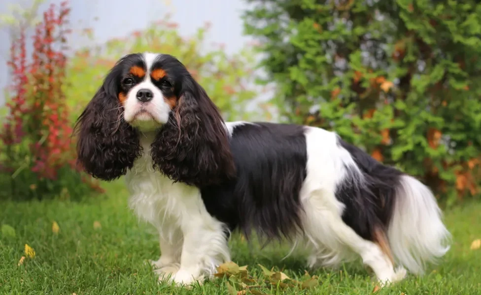 Cavalier King Charles Spaniel ao ar livre