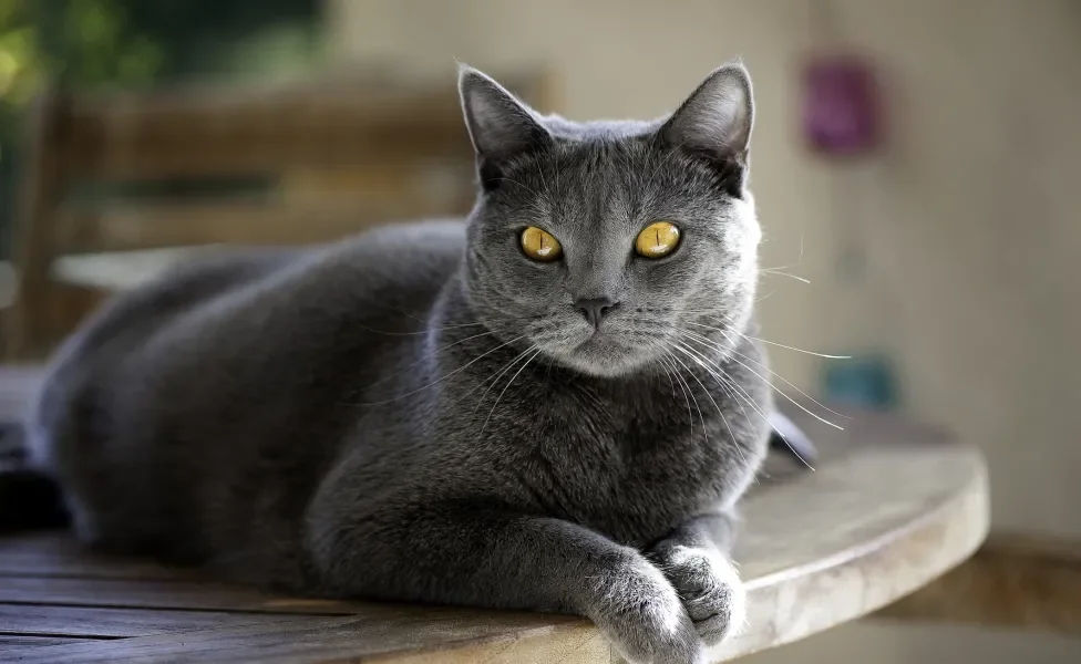 Chartreux deitado na mesa