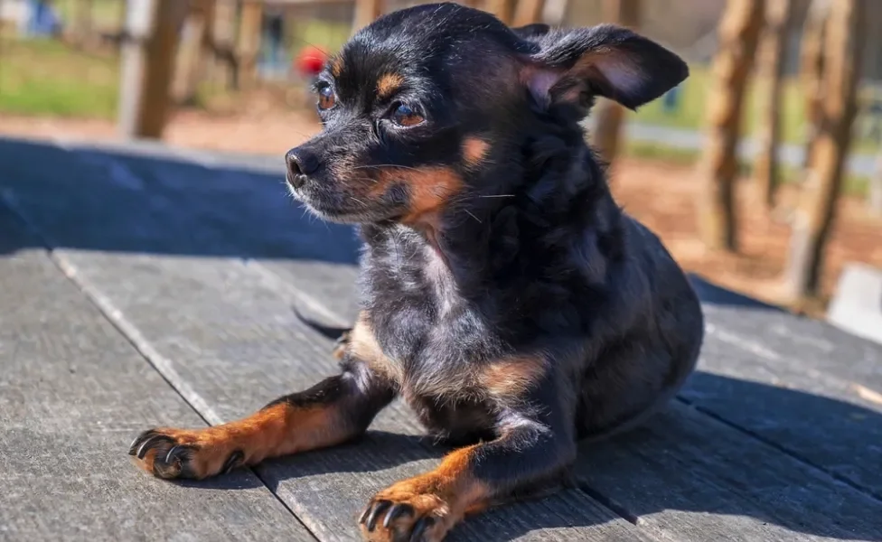 Cachorro da raça Chihuahua deitado no sol