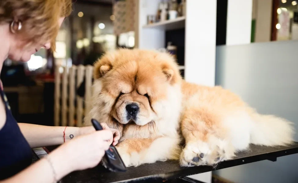 Chow Chow tosando em pet shop