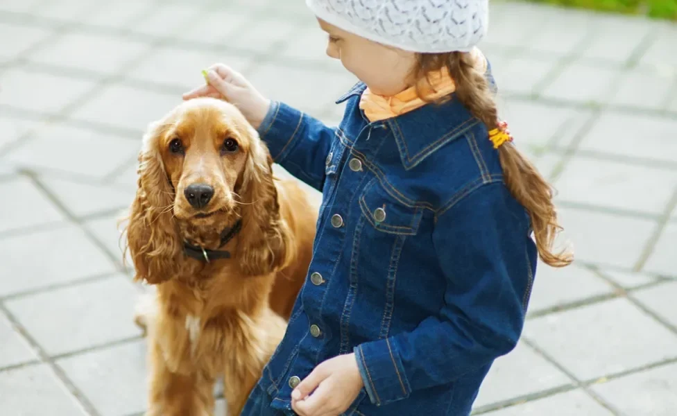 criança brincando com um Cocker Spaniel