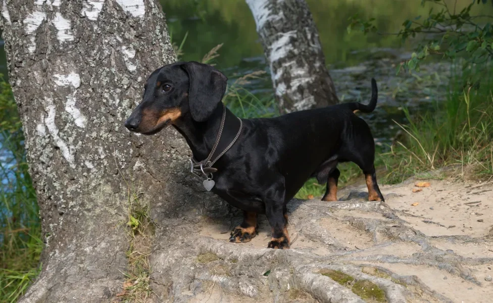 Dachshund em pé próximo a uma árvore