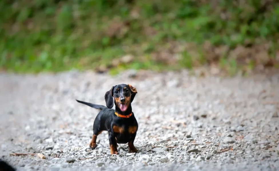 Dachshund ao ar livre