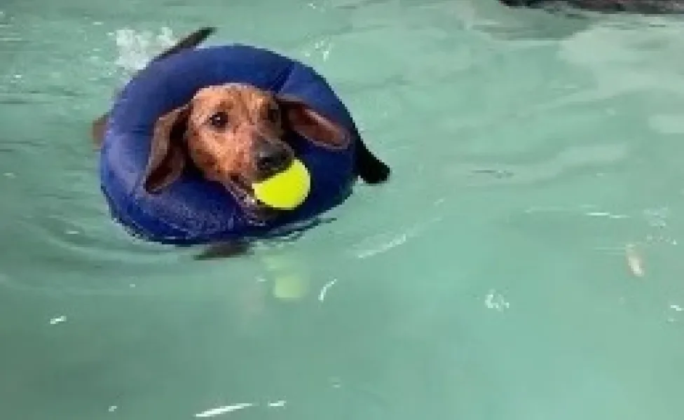 Dachshund nadando em piscina com bola de cachorro na boca