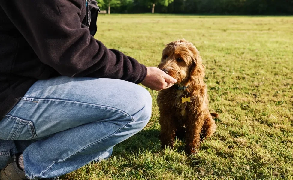 cachorro cheirando a mão de humano