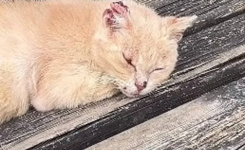 gato laranja machucado dormindo em banco