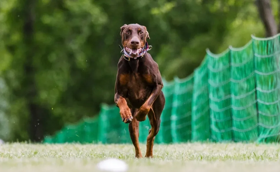 Doberman correndo ao ar livre