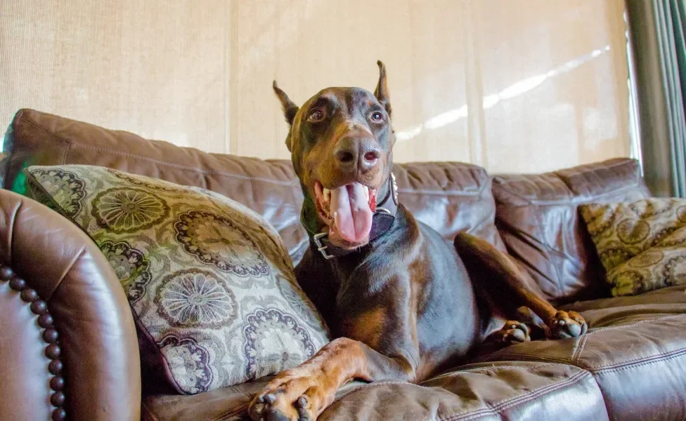 Doberman deitado no sofá