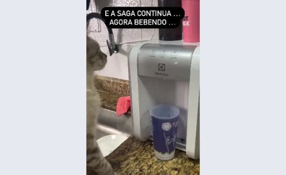 gato sentado na pia olhando para bebedouro