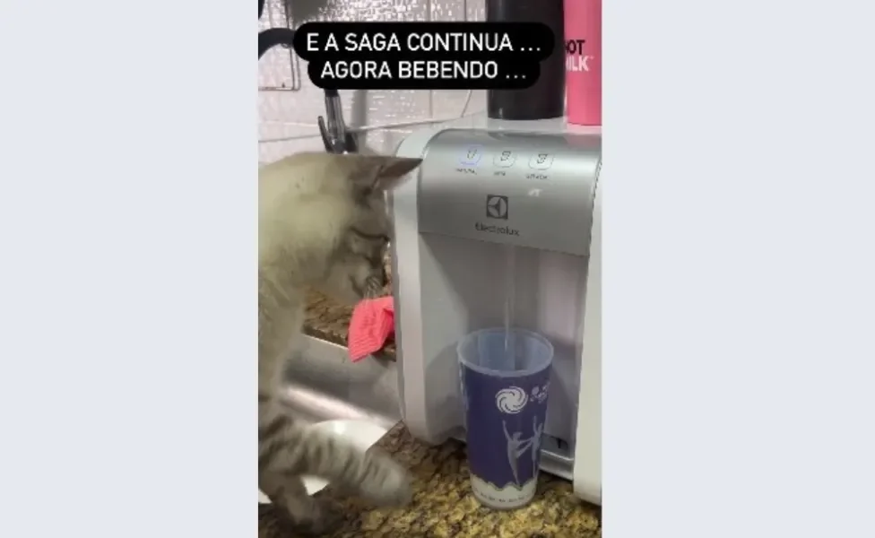 gato em cima da pia da cozinha na frente de um filtro