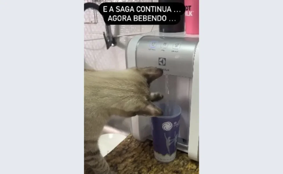 Gato em cima da pia mexendo com a água do filtro