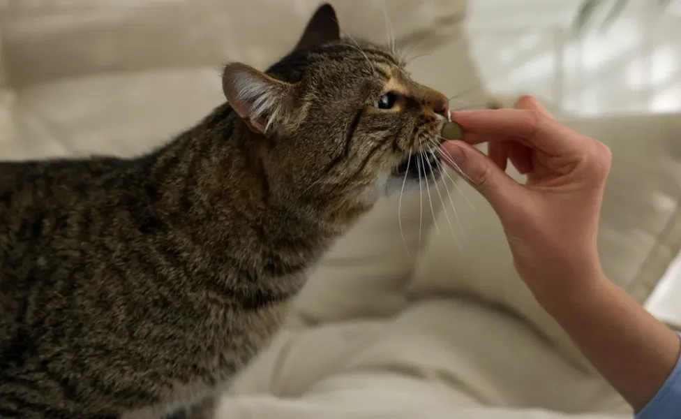 humano oferecendo gabapentina para gatos ao bichano