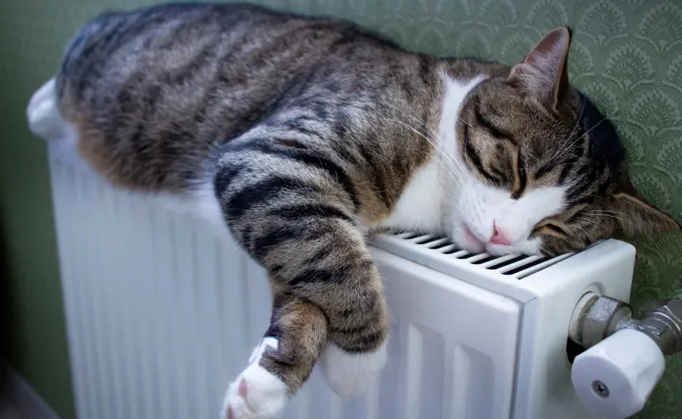 gato com calor deitado em cima de ar condicionado