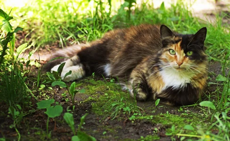 gato vira lata deitado na grama