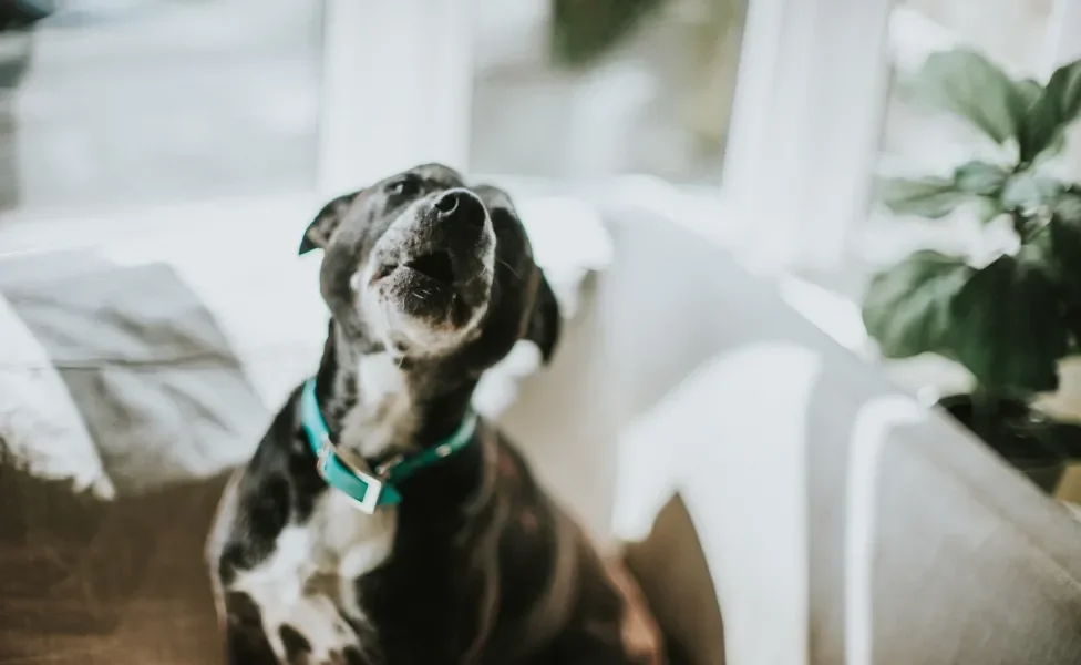 cachorro uivando dentro de casa