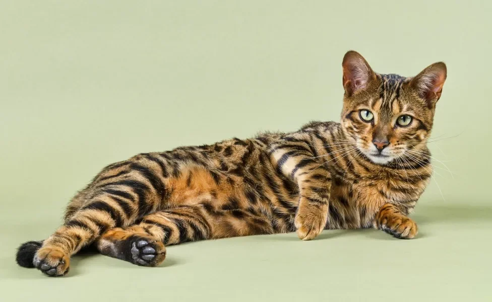 Toyger deitado