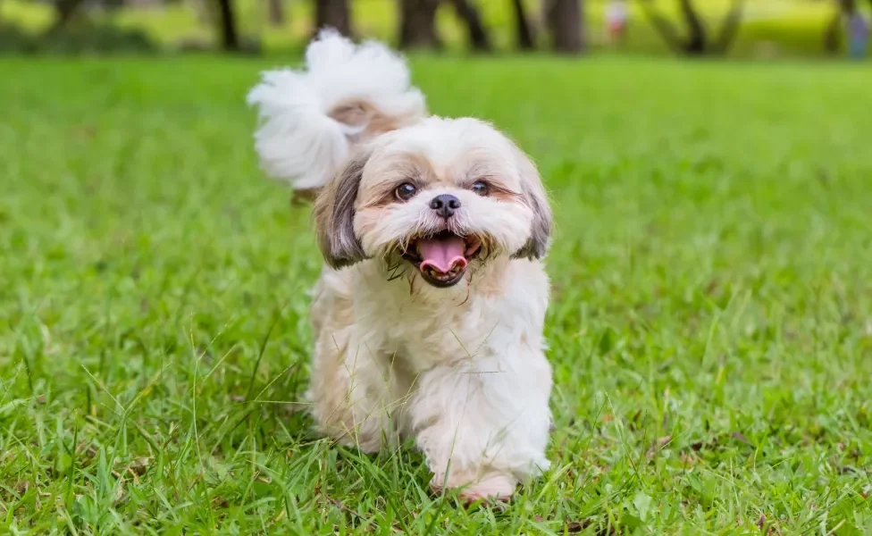 Shih Tzu ao ar livre