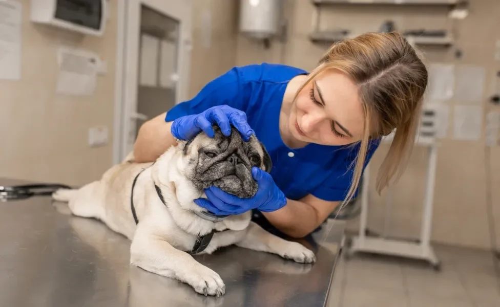 Pug no veterinário