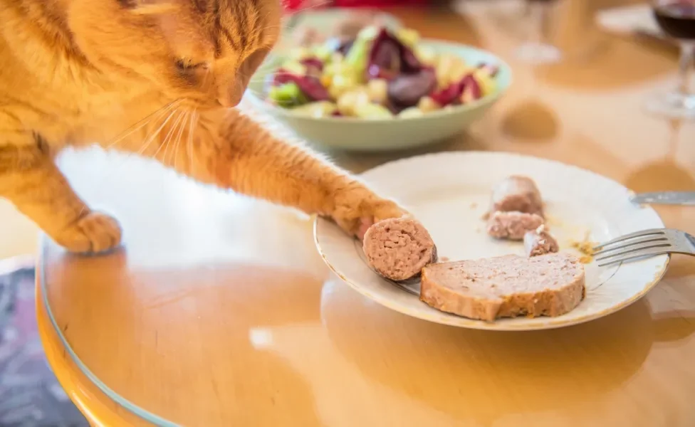 gato tentando pegar comida do prato