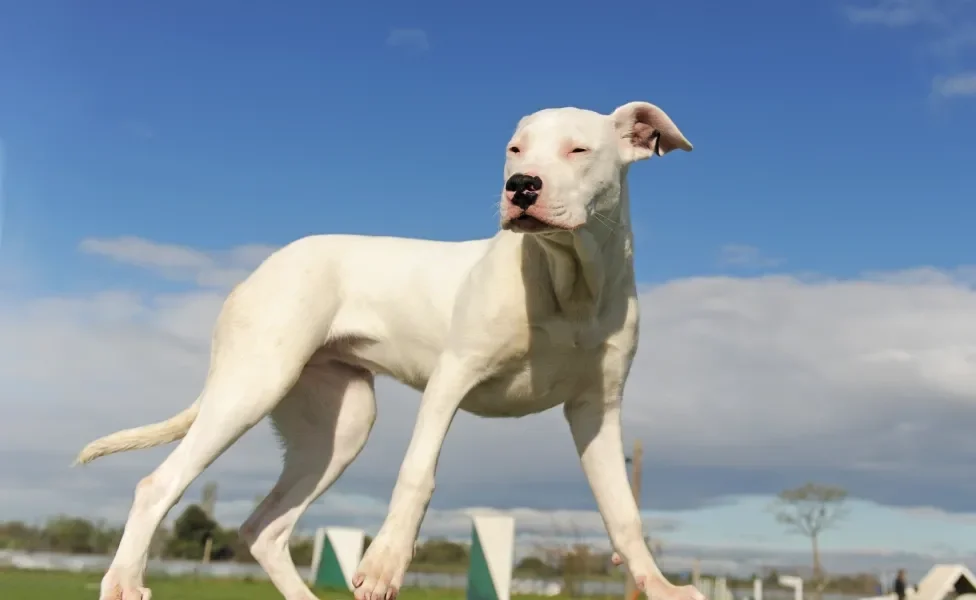 Dogo Argentino em pé ao ar livre