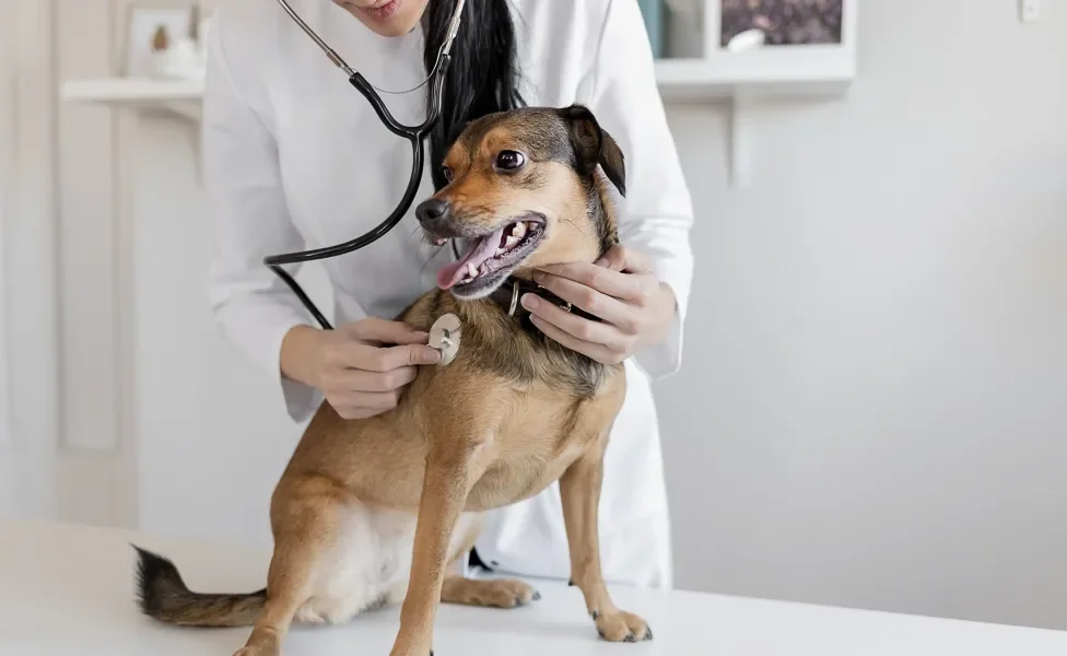 cachorro em consulta médica 