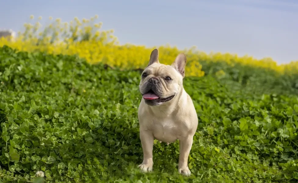 Bulldog Francês em pé ao ar livre