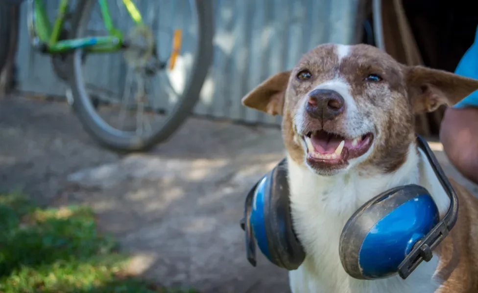 cachorro com protetor de ouvido