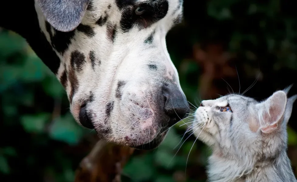 cachorro e gato com rosto colado