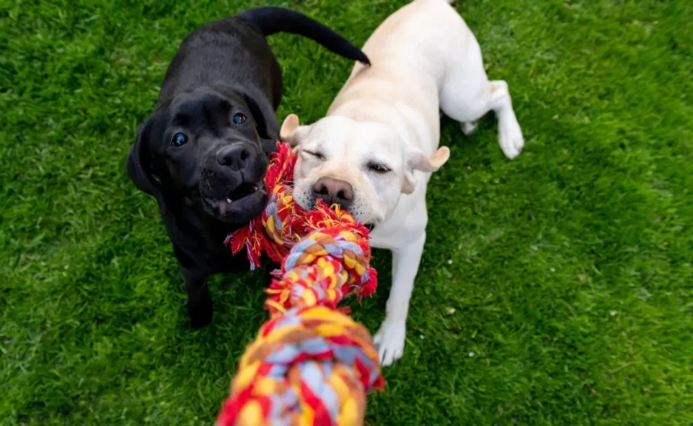 dois cachorros e um brinquedo para cachorro