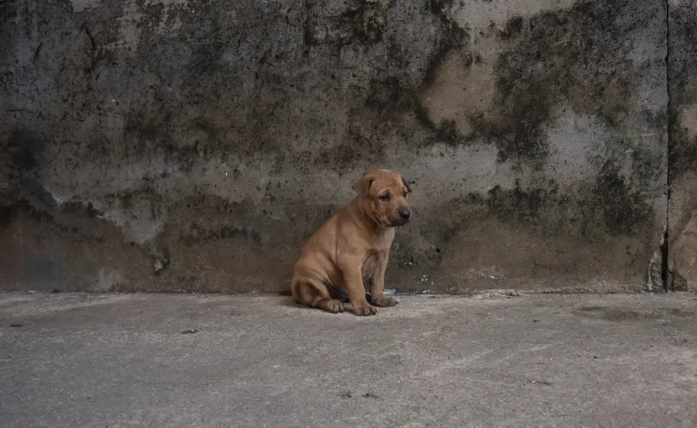 filhote de cachorro na rua triste