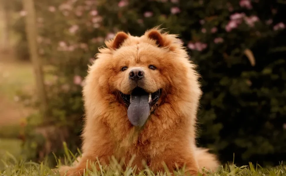 Chow Chow deitado na grama