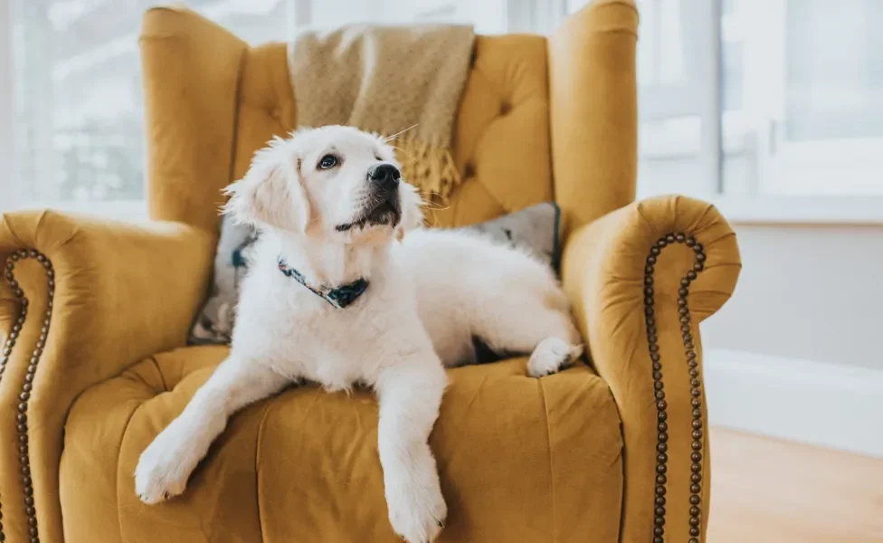 Golden Retriever deitado na poltrona