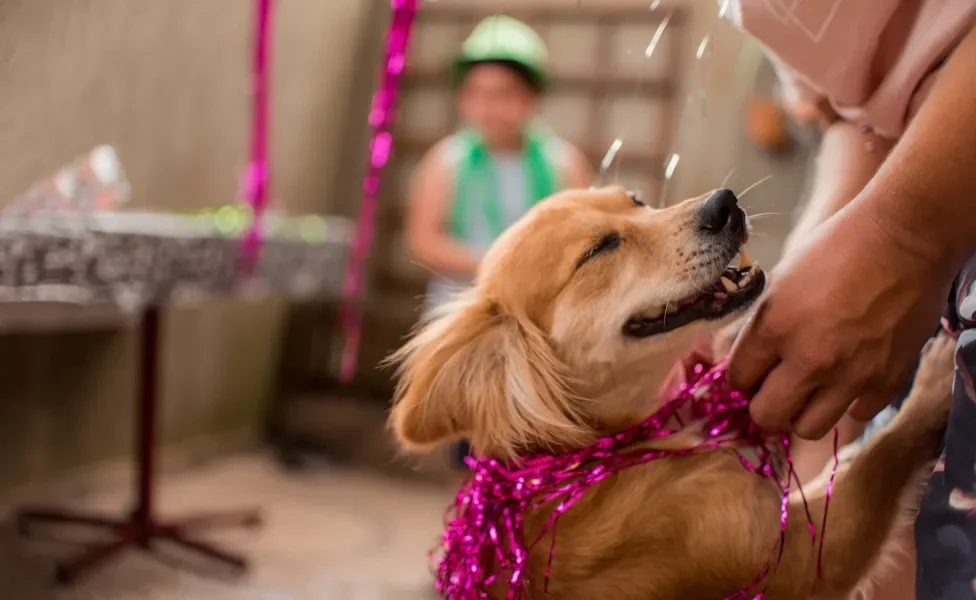 cachorro usando fantasia pulando em tutora