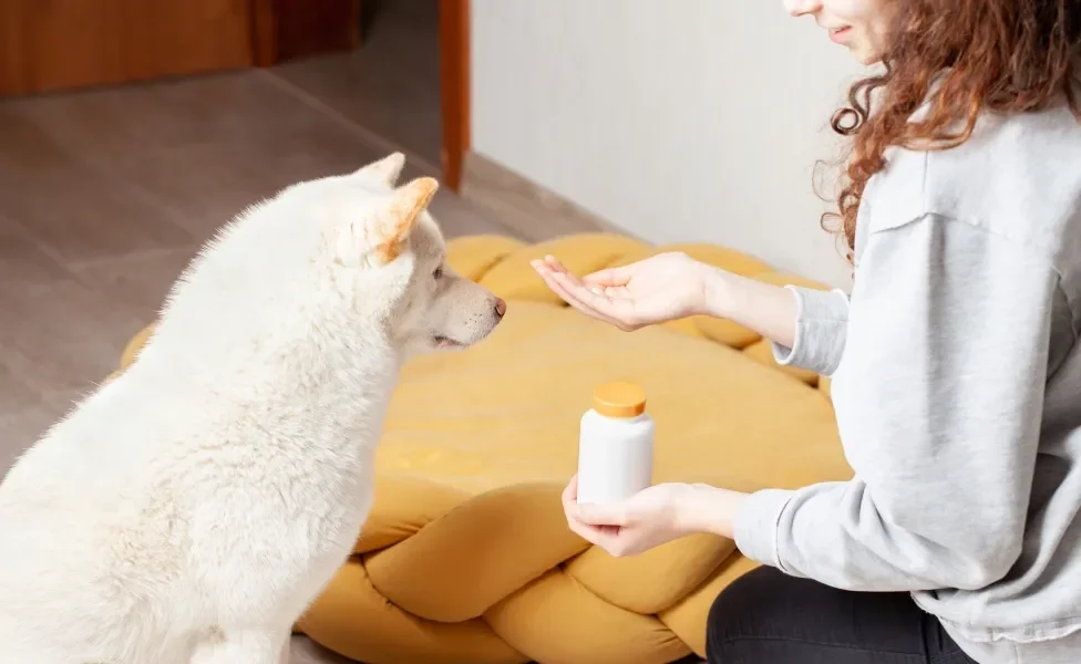 mulher mostrando comprimido para cachorro