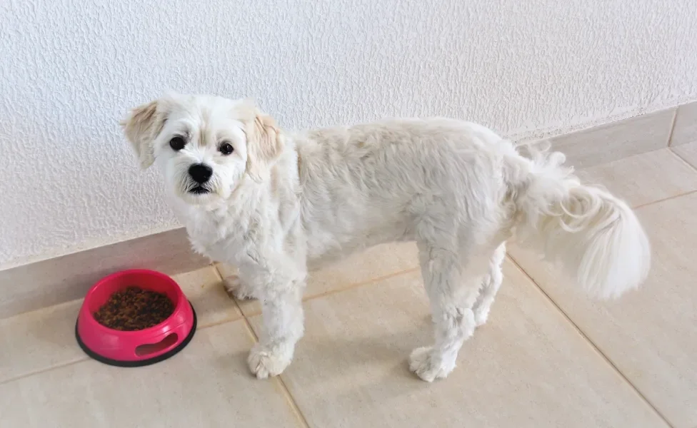 Cão ao lado da ração para cachorro