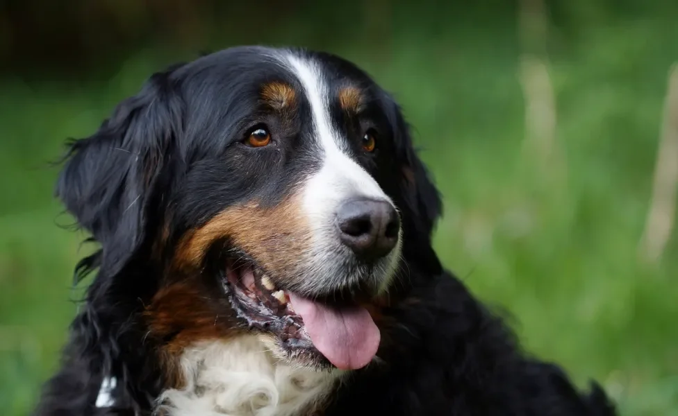 Cão Bernese Mountain com natureza ao fundo