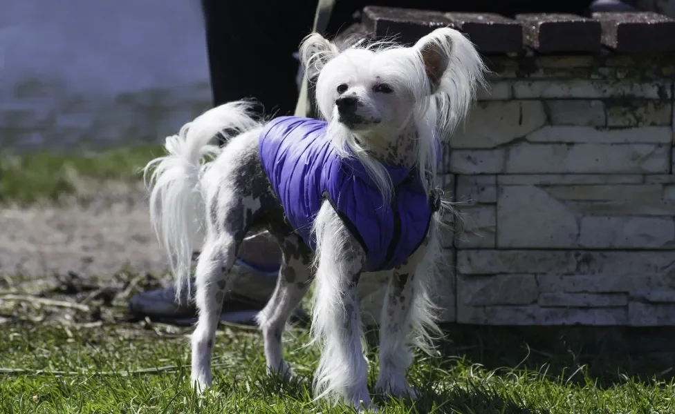 Cão de Crista Chinês ao ar livre