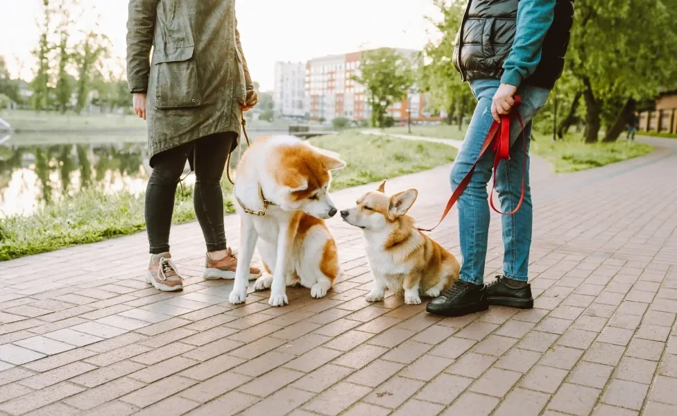 cachorros interagindo durante passeio acompanhado dos tutores