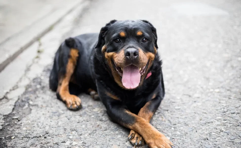 Rottweiler deitado na rua