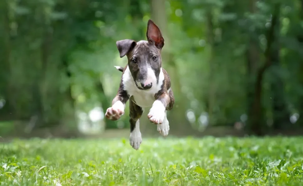 Bull Terrier correndo ao ar livre