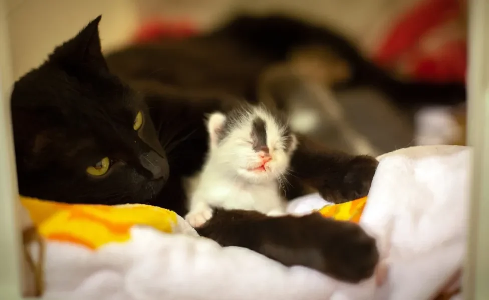 filhote de gato ao lado da mamãe gata