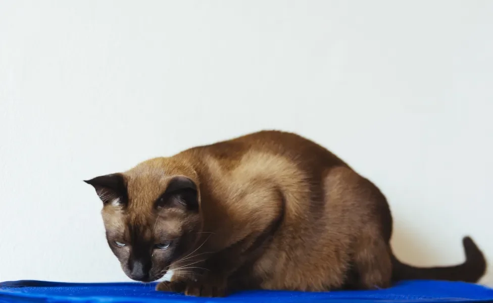 Gato em cima de um tapete gelado para pet