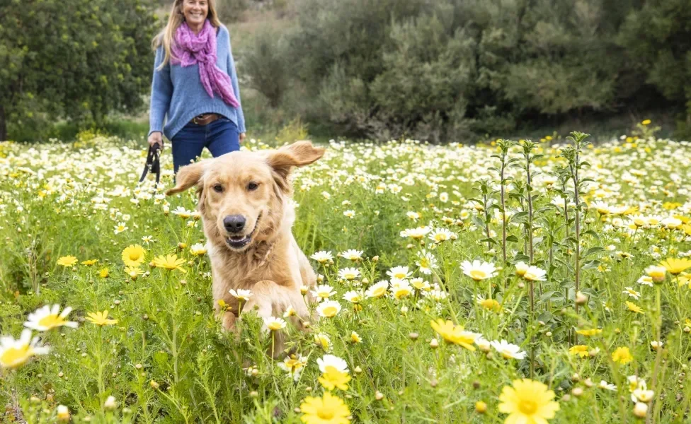 cachorro correndo ao ar livre próximo de mulher