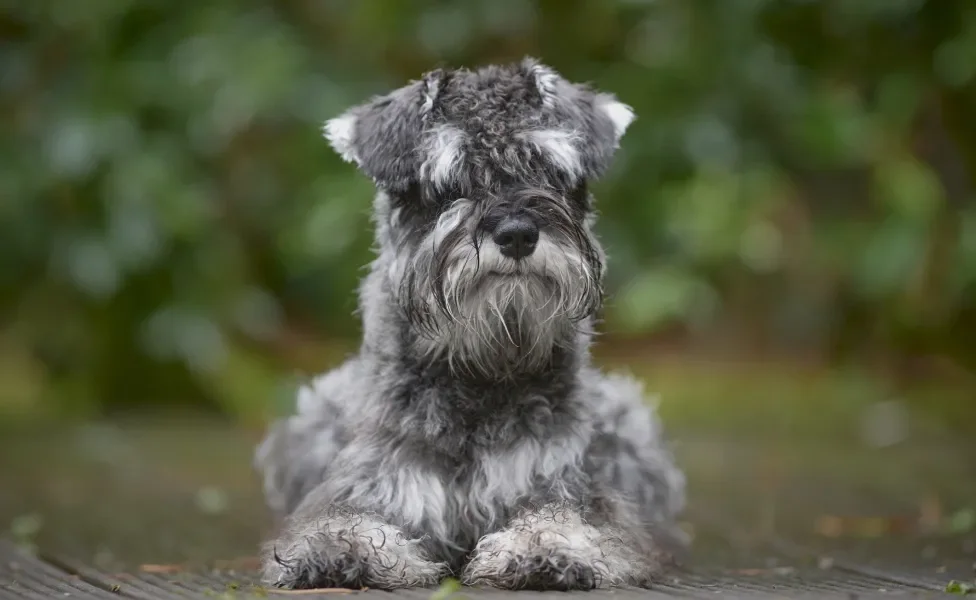 Schnauzer miniatura deitado 