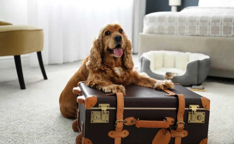 cachorro em cima de mala